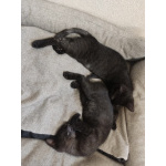 Маленькие красивые котята ищут дом