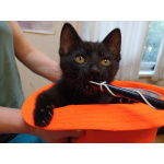 Маленькие красивые котята ищут дом