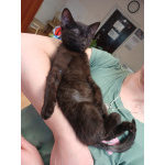 Маленькие красивые котята ищут дом