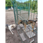 Домашний пёс-потеряшка ищет новую семью