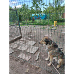 Домашний пёс-потеряшка ищет новую семью