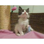 Котенок-карапузик в добрые руки, 1,5 мес