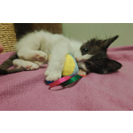 Котенок-карапузик в добрые руки, 1,5 мес