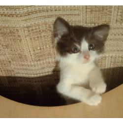 Котенок-карапузик в добрые руки, 1,5 мес