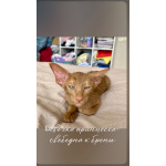 Ориентальные котята