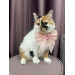 Изысканная кошка Афина в добрые руки