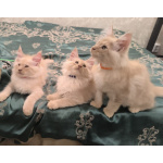 Кошечки персики