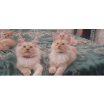 Кошечки персики