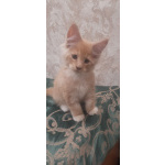 Кошечки персики