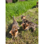 Бенгальские котята