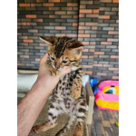 Бенгальские котята