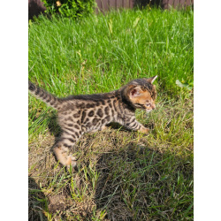 Бенгальские котята