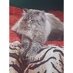 Невскте маскарадные котятак