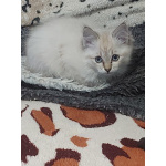 Невскте маскарадные котятак