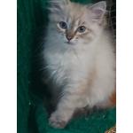 Невскте маскарадные котятак