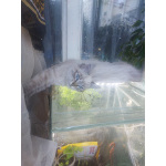 Невскте маскарадные котятак