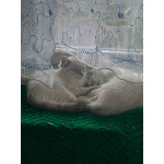 Невскте маскарадные котятак