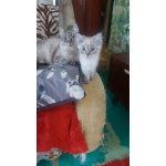 Невскте маскарадные котятак
