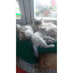 Невскте маскарадные котятак