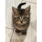Маленький Тошка, котенок 1,5 мес. В добрые руки.