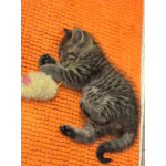 Маленький Тошка, котенок 1,5 мес. В добрые руки.