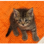 Маленький Тошка, котенок 1,5 мес. В добрые руки.