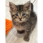 Маленький Тошка, котенок 1,5 мес. В добрые руки.