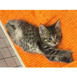 Маленький Тошка, котенок 1,5 мес. В добрые руки.