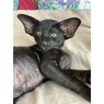 Ориентальные котята