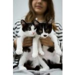 Котята брат и сестра в добрые руки