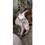 Котята канадского сфинкса