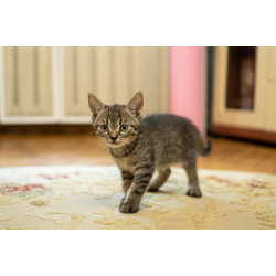 Котенок-мальчик крошка Спрайт в добрые руки