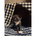 Котята ищут хозяев