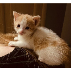 Котята ищут хозяев