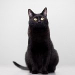 Котик Черныш ищет дом