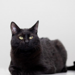 Котик Черныш ищет дом