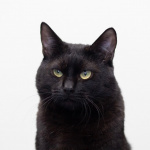 Котик Черныш ищет дом
