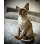 Бурманские клубные котята