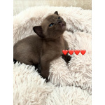 Бурманские клубные котята
