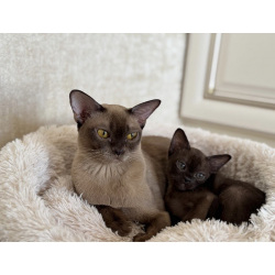 Бурманские клубные котята