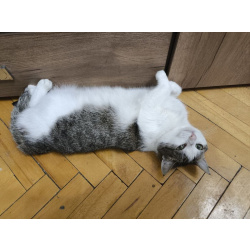 Ищет дом замечательная Васенька.