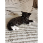 Шотландский котёнок