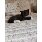 Шотландский котёнок