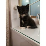 Шотландский котёнок