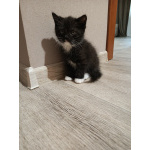 Шотландский котёнок