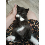 Шотландский котёнок