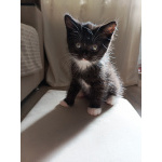 Шотландский котёнок