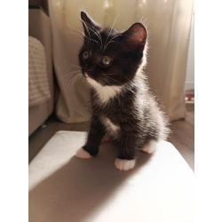 Шотландский котёнок