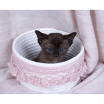 Бурманские клубные котята