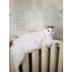 Помощь кошке